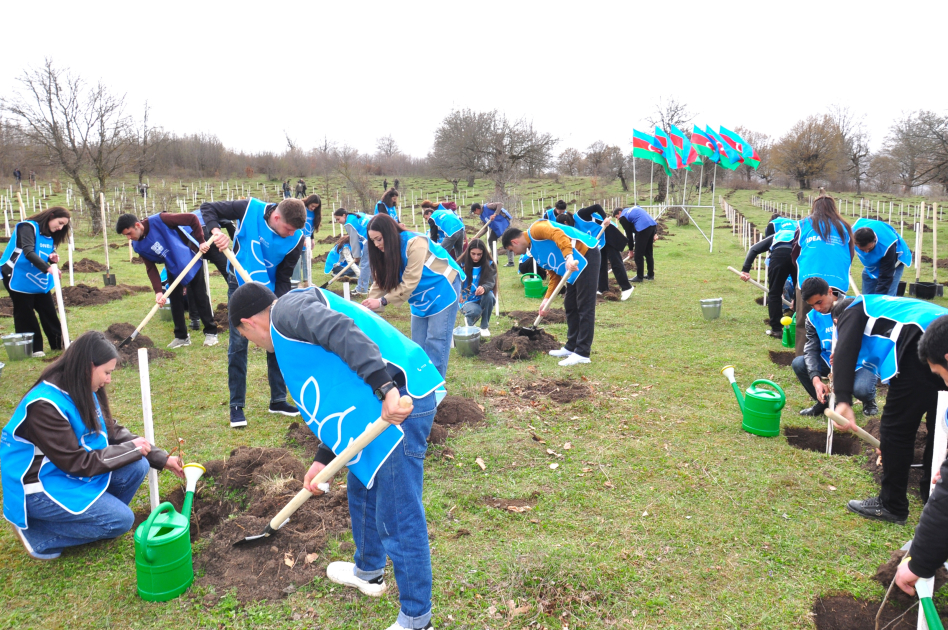 В селе Шахдаг Гядабейского района высажено более 6500 саженцев (ФОТО)
