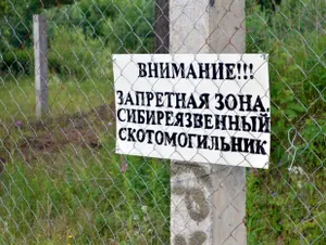 Скотомогильники с сибирской язвой находятся вблизи школы и домов в ВКО