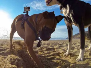 GoPro выпустила крепления камеры на собак