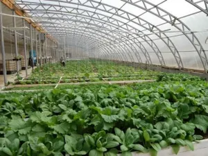 В Казахстане начнется строительство теплицы новой модификации