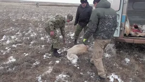 Задержаны подозреваемые в незаконном отстреле сайгаков в Коргалжынском заповеднике