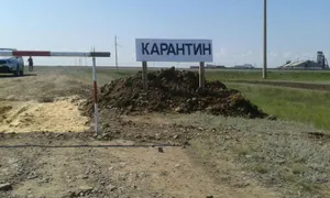 В Кыргызстане зафиксирована вспышка сибирской язвы