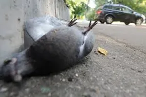 В Алматы по неизвестной причине массово гибнут голуби